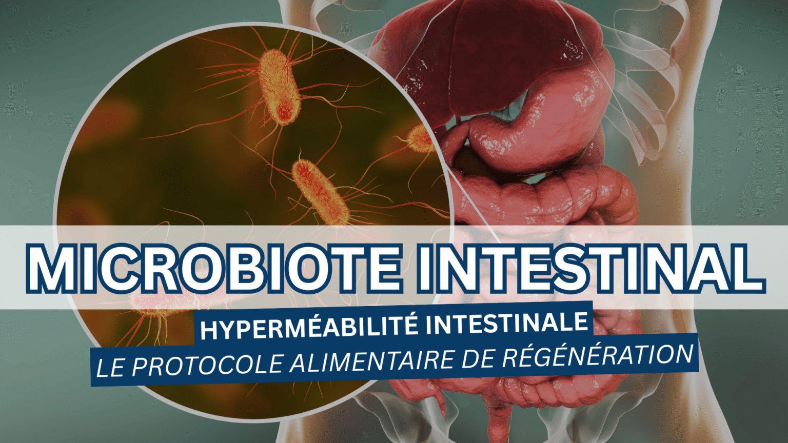 Santé du Microbiote Intestinal | Protocole Alimentaire